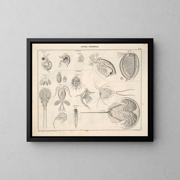 Illustrationer av den allmänna naturhistorien av Oken för alla tillstånd Pl079 - Lorenz Oken — inramlat konstverk på väggen