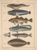 Illustrationer för den allmänna naturhistorien av Oken för alla klasser Pl094 - Lorenz Oken — vy av konstverket