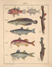 Illustrationer för den allmänna naturhistorien av Oken för alla klasser Pl099 - Lorenz Oken — vy av konstverket