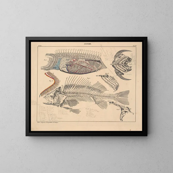 Illustrationer av den allmänna naturhistorien av Oken för alla tillstånd Pl103 - Lorenz Oken — inramlat konstverk på väggen