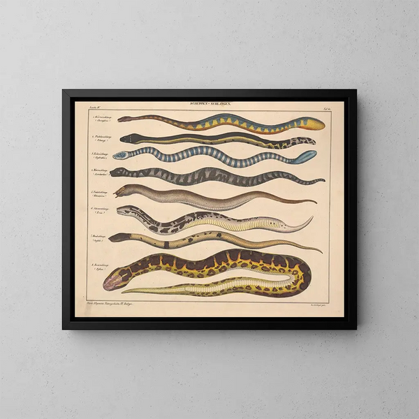 Illustrationer av den allmänna naturhistorien av Oken för alla tillstånd Pl107 - Lorenz Oken — inramlat konstverk på väggen