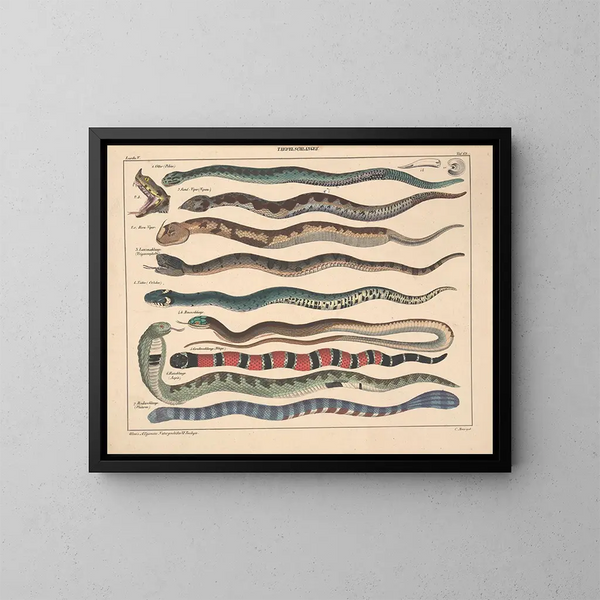 Illustrationer av den allmänna naturhistorien av Oken för alla tillstånd Pl108 - Lorenz Oken — inramlat konstverk på väggen