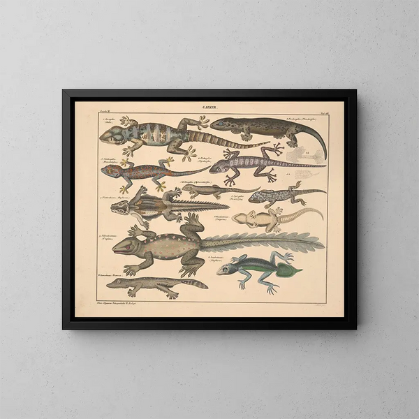 Illustrationer av den allmänna naturhistorien av Oken för alla tillstånd Pl114 - Lorenz Oken — inramlat konstverk på väggen