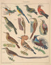 Illustrationer för den allmänna naturhistorien av Oken för alla klasser Pl122 - Lorenz Oken — vy av konstverket