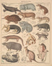 Illustrationer för den allmänna naturhistorien av Oken för alla klasser Pl134 - Lorenz Oken — vy av konstverket