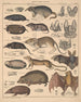 Illustrationer för den allmänna naturhistorien av Oken för alla klasser Pl135 - Lorenz Oken — vy av konstverket