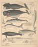 Illustrationer för den allmänna naturhistorien av Oken för alla klasser Pl136 - Lorenz Oken — vy av konstverket