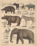 Illustrationer för den allmänna naturhistorien av Oken för alla klasser Pl137 - Lorenz Oken — vy av konstverket