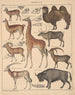Illustrationer för den allmänna naturhistorien av Oken för alla klasser Pl138 - Lorenz Oken — vy av konstverket