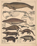 Illustrationer för den allmänna naturhistorien av Oken för alla klasser Pl139 - Lorenz Oken — vy av konstverket