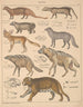 Illustrationer för den allmänna naturhistorien av Oken för alla klasser Pl140 - Lorenz Oken — vy av konstverket