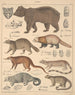 Illustrationer för den allmänna naturhistorien av Oken för alla klasser Pl141 - Lorenz Oken — vy av konstverket