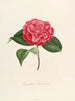 ikonografi av Camellia-typen Pl001 - Lorenzo Bartolini — vy av konstverket