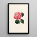 Iconographie du genre Camellia Pl002 - Lorenzo Bartolini — inramlat konstverk på väggen