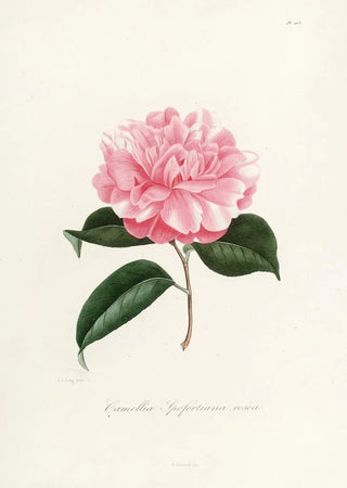 Lorenzo Berlse - Iconographie du genre Camellia Pl003.webp