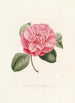Iconographie du genre Camellia Pl006 - Lorenzo Bartolini — vy av konstverket
