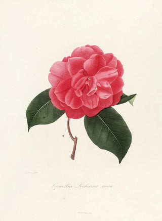 Lorenzo Berlse - Iconographie du genre Camellia Pl008.webp