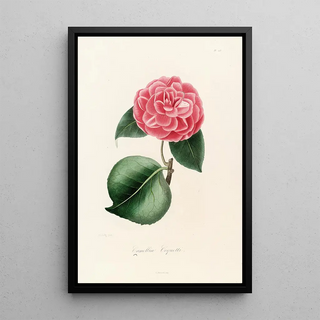 Lorenzo Berlse - Iconographie du genre Camellia Pl013.webp