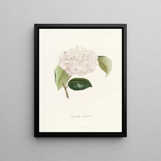 Lorenzo Berlse - Iconographie du genre Camellia Pl017.webp