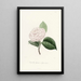 Iconographie du genre Camellia Pl022 - Lorenzo Bartolini — inramlat konstverk på väggen