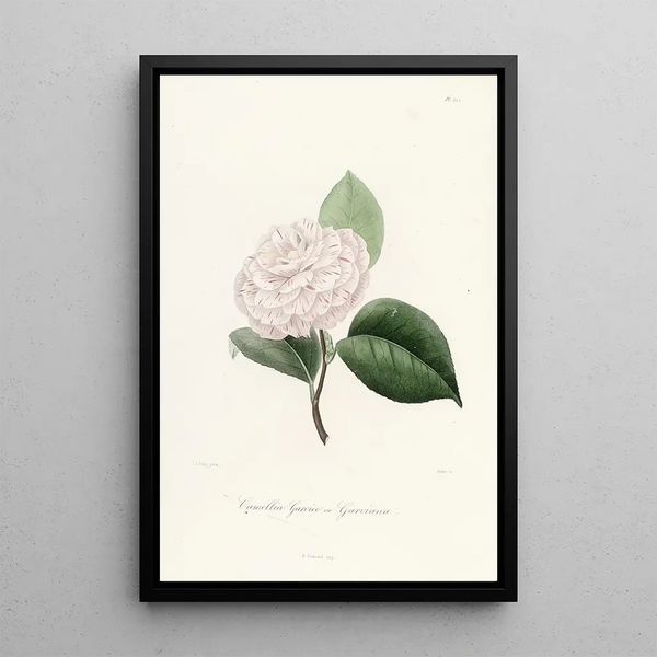 Lorenzo Berlse - Iconographie du genre Camellia Pl022.webp