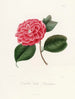 Iconographie du genre Camellia Pl024 - Lorenzo Bartolini — vy av konstverket