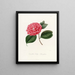 Iconographie du genre Camellia Pl024 - Lorenzo Bartolini — inramlat konstverk på väggen