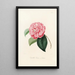 Iconographie du genre Camellia Pl025 - Lorenzo Bartolini — inramlat konstverk på väggen