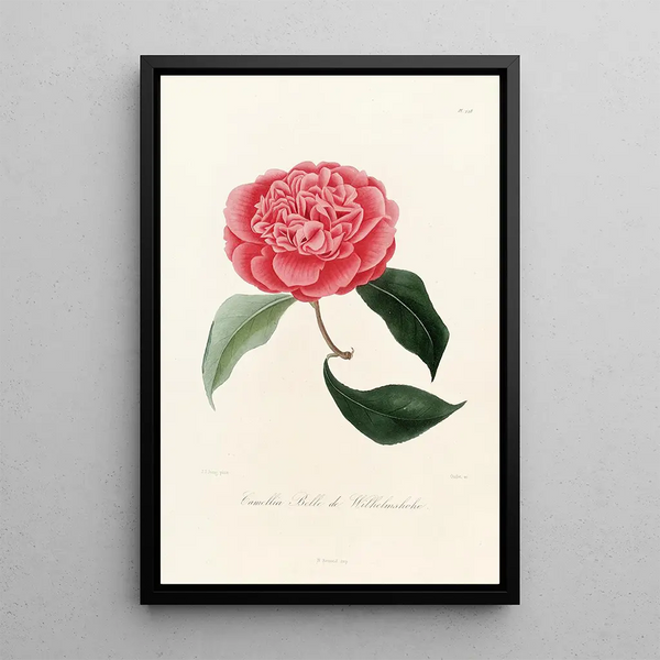 Lorenzo Berlse - Iconographie du genre Camellia Pl028.webp