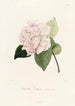 Iconographie du genre Camellia Pl031 - Lorenzo Bartolini — vy av konstverket