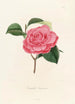 Iconographie du genre Camellia Pl033 - Lorenzo Bartolini — vy av konstverket