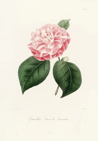 Lorenzo Berlse - Iconographie du genre Camellia Pl034.webp