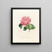 Iconographie du genre Camellia Pl036 - Lorenzo Bartolini — inramlat konstverk på väggen
