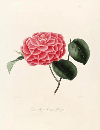 Lorenzo Berlse - Iconographie du genre Camellia Pl041.webp