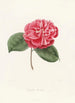ikonografi av Camellia-typen Pl045 - Lorenzo Bartolini — vy av konstverket