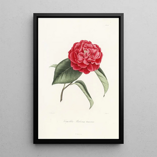 Lorenzo Berlse - Iconographie du genre Camellia Pl048.webp