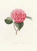 ikonografi av Camellia-typen Pl052 - Lorenzo Bartolini — vy av konstverket