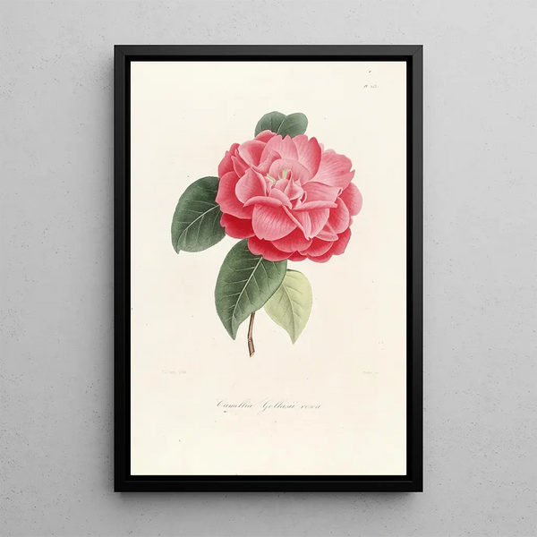 Lorenzo Berlse - Iconographie du genre Camellia Pl053.webp