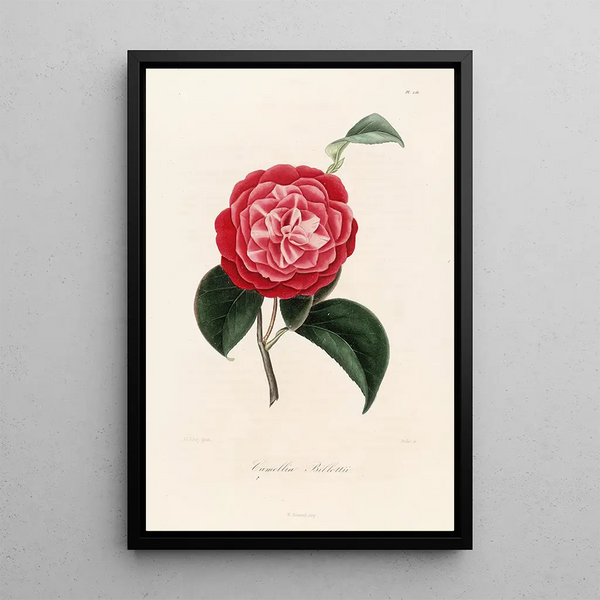Lorenzo Berlse - Iconographie du genre Camellia Pl056.webp