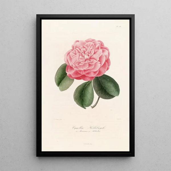 Lorenzo Berlse - Iconographie du genre Camellia Pl058.webp