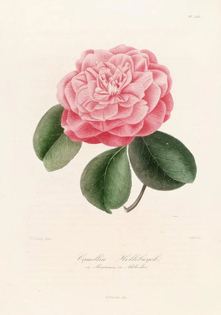 Lorenzo Berlse - Iconographie du genre Camellia Pl058.webp