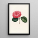 Iconographie du genre Camellia Pl060 - Lorenzo Bartolini — inramlat konstverk på väggen