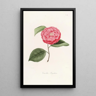 Lorenzo Berlse - Iconographie du genre Camellia Pl061.webp