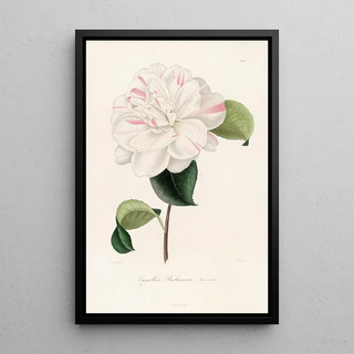 Lorenzo Berlse - Iconographie du genre Camellia Pl063.webp