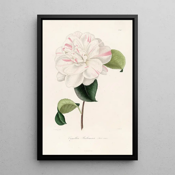 Lorenzo Berlse - Iconographie du genre Camellia Pl063.webp