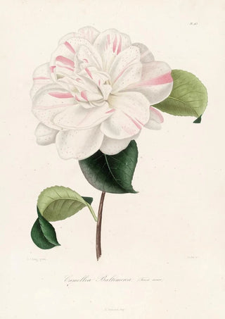 Lorenzo Berlse - Iconographie du genre Camellia Pl063.webp