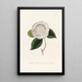 Iconographie du genre Camellia Pl065 - Lorenzo Bartolini — inramlat konstverk på väggen