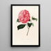 Iconographie du genre Camellia Pl068 - Lorenzo Bartolini — inramlat konstverk på väggen