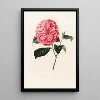 Lorenzo Berlse - Iconographie du genre Camellia Pl068.webp