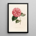 Iconographie du genre Camellia Pl072 - Lorenzo Bartolini — inramlat konstverk på väggen